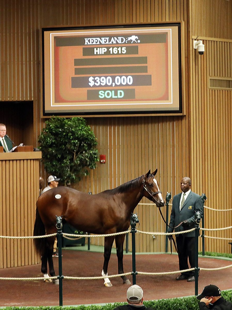 $390,000 | Colt o/o Speightstastic | Purchased by Fujii Kosan Co. | '22 KEESEP | Z photo