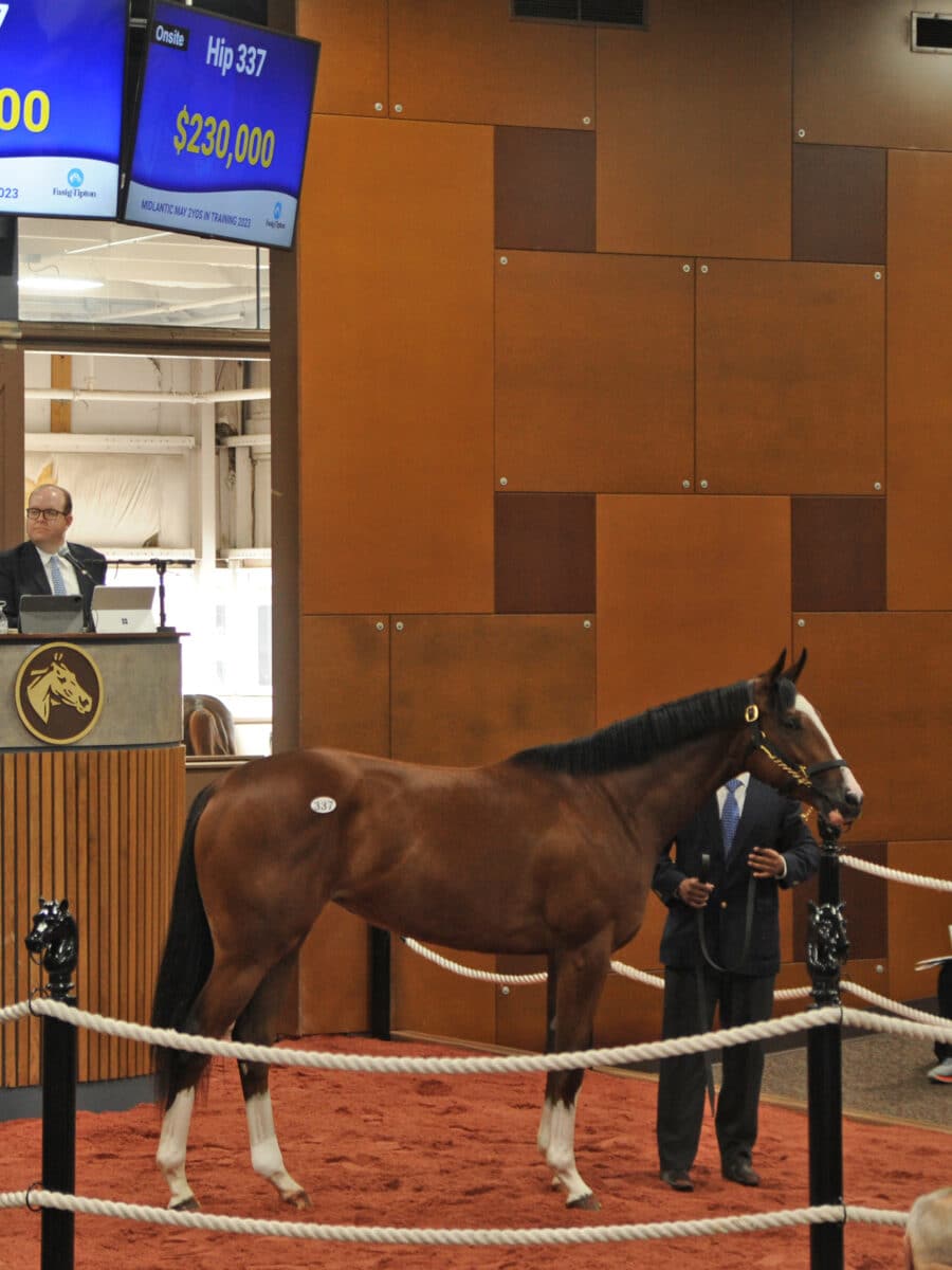 $230,000 | Filly o/o Nora's Joy | Purchased by Jonathan Thomas, agent | '23 F-T Midlantic | Tibor photo