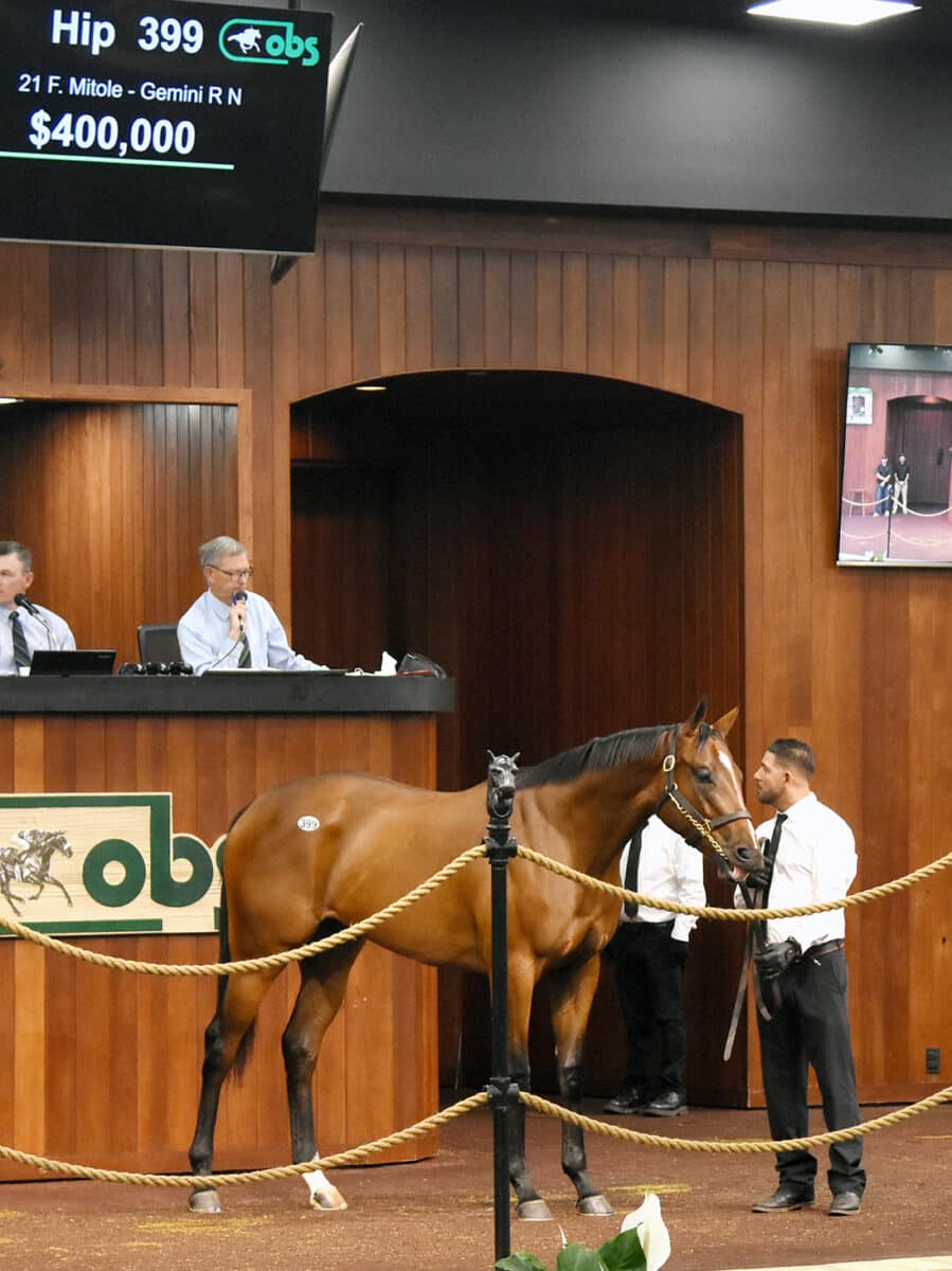 $400,000 | Filly o/o Gemini R N | Purchased by Gentry | '23 OBSAPR | Judit Seipert photo