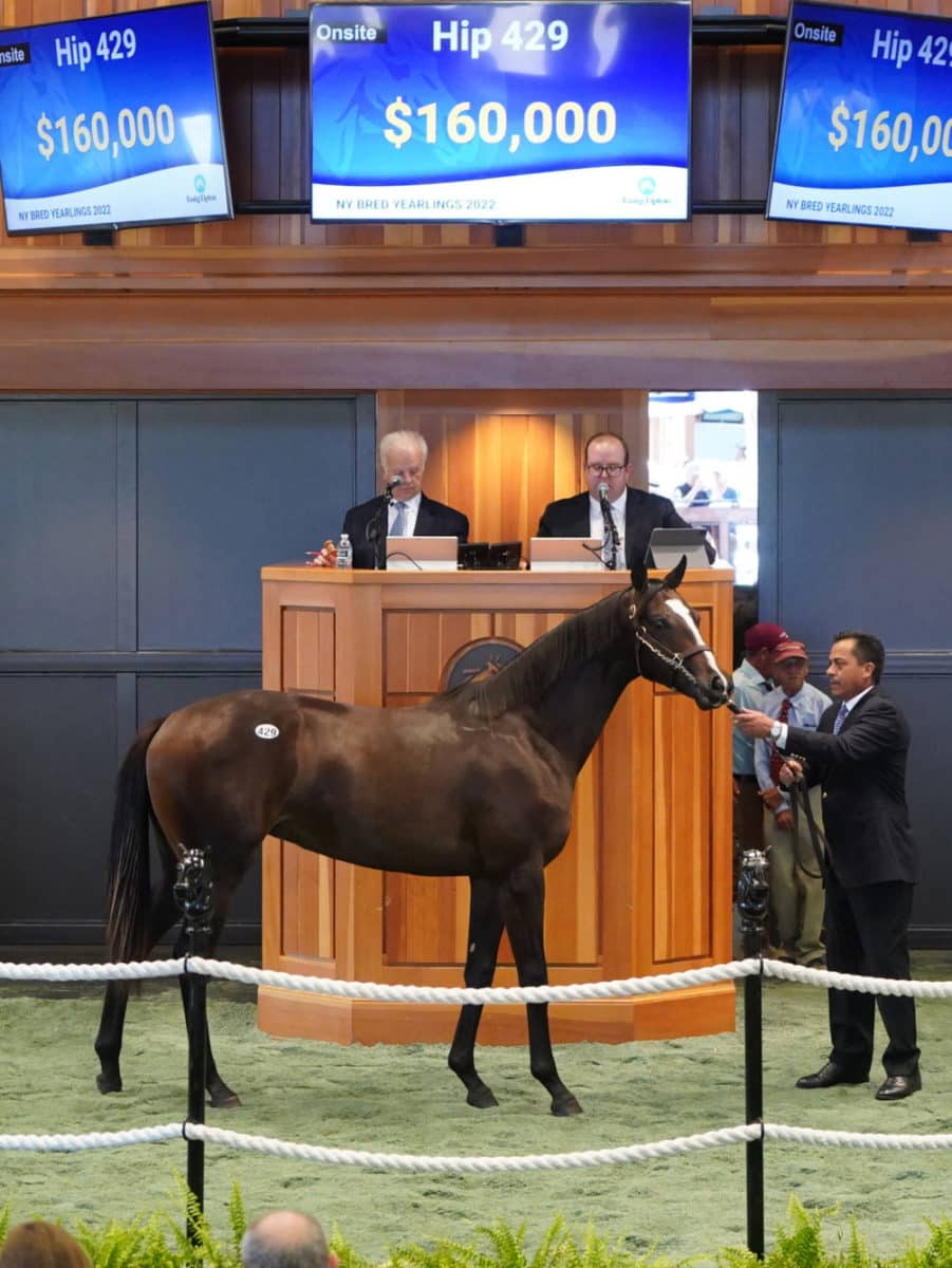 $160,000 | Hip 429, filly o/o Summer of the Lawn | Purchased by Joseph Migliore | '22 F-T Saratoga | Z photo