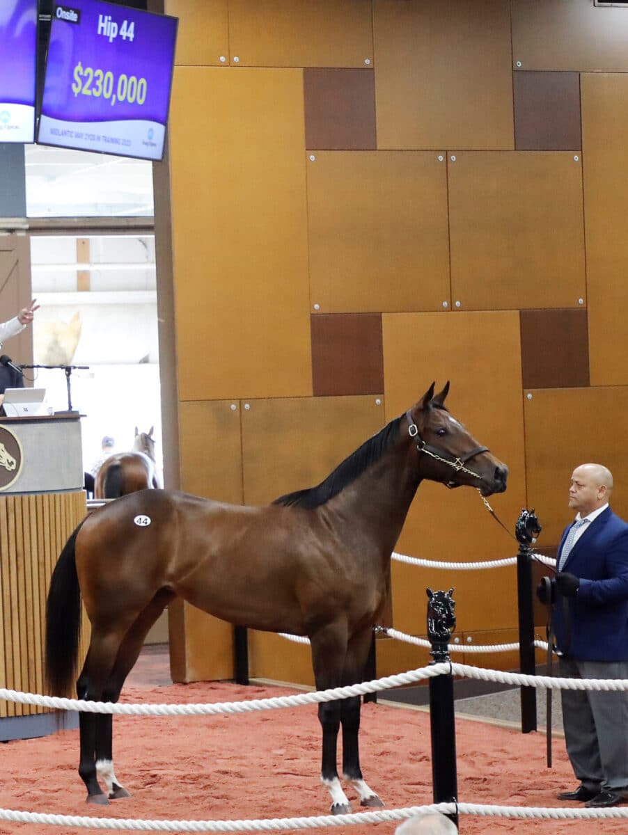 $230,000 | Filly o/o Bay Harbor | Purchased by JR Ranch | '23 F-T Midlantic | Z photo