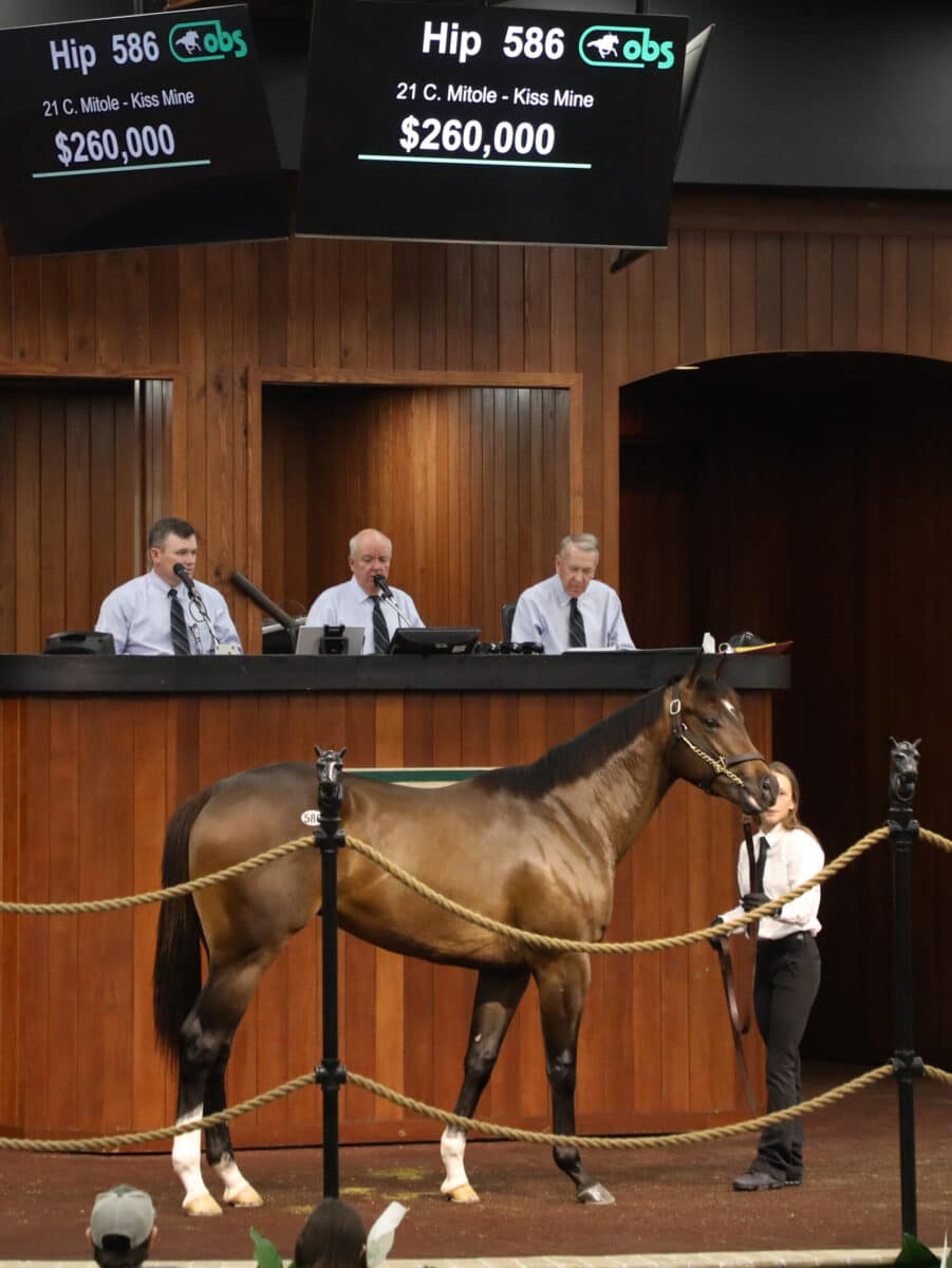 $260,000 | Colt o/o Kiss Mine | Purchased by Bill & Corinne Heiligbrodt | '23 OBSMAR | Z photo