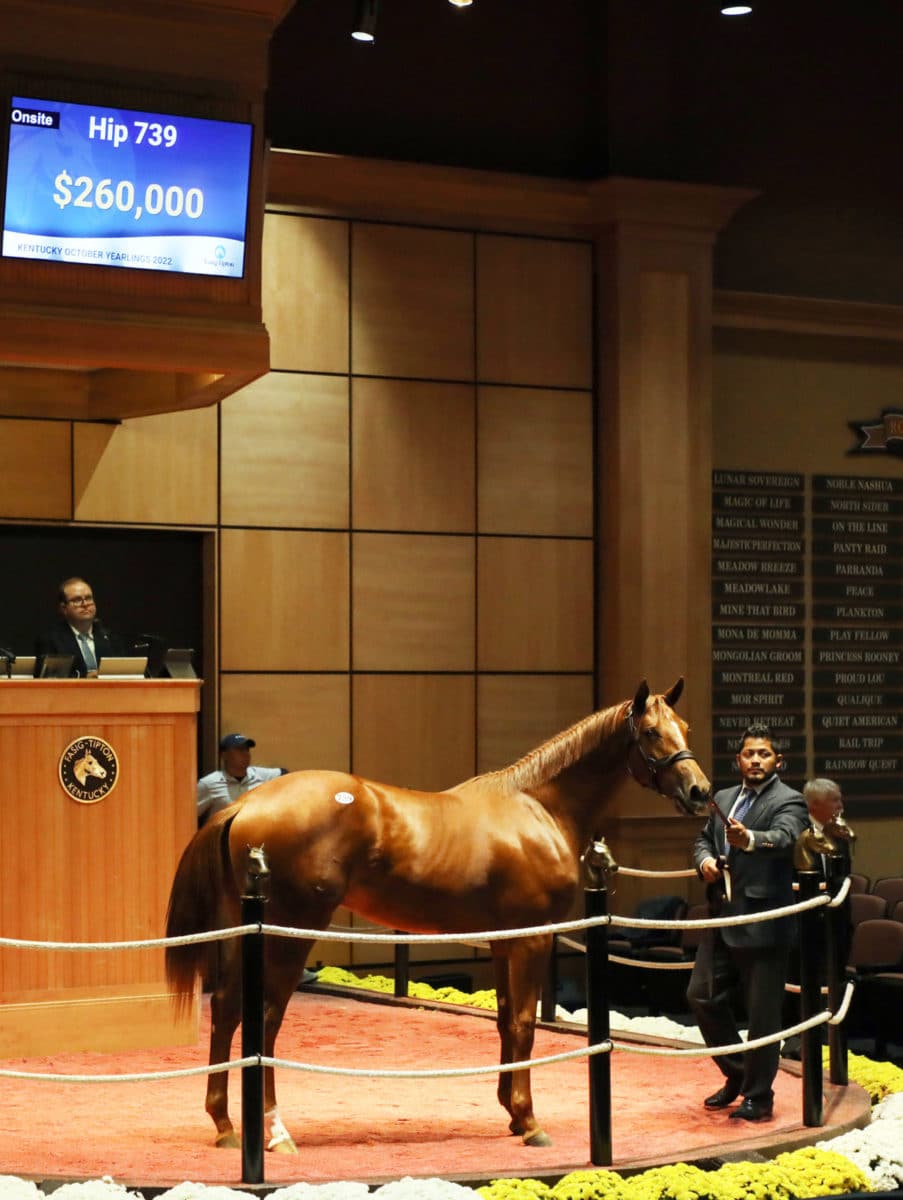 $260,000 | Colt o/o Dashing Angel | Purchased by Greg Foley | '22 F-T Oct | Z photo