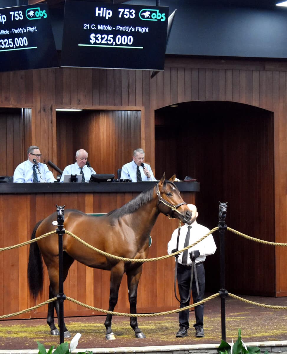 $325,000 | Colt o/o Paddy's Flight | Purchased by Klaravich Stable | '23 OBSMAR | Judit Seipert photo