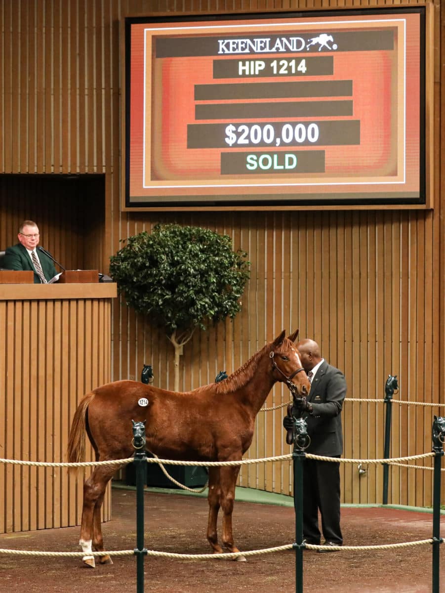 $200,000 | Hip 1214 colt o/o Dashing Angel | Purchased by Three Chicks Thoroughbreds | Photos by Z