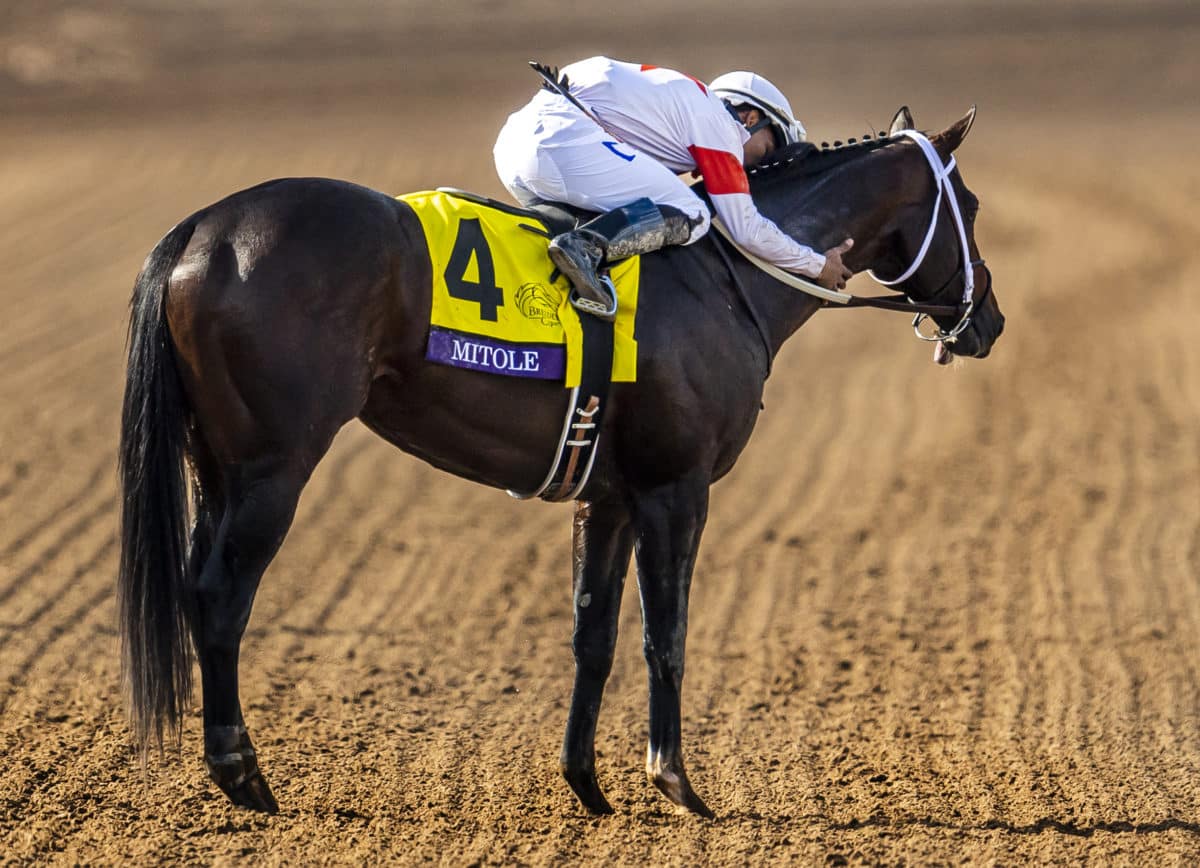 Mitole | 2019 Breeders' Cup Sprint-G1 | Eclipse Sportswire photo