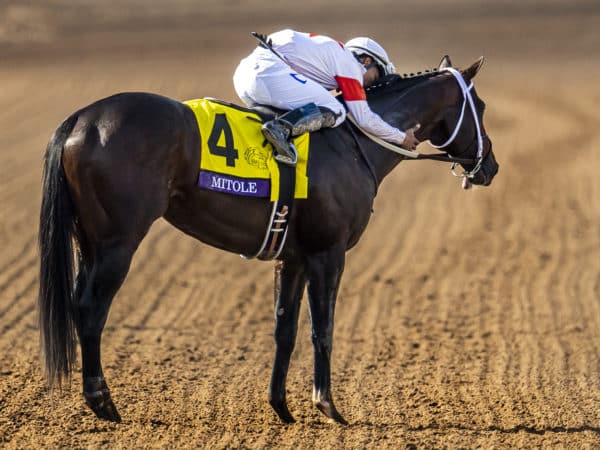 Mitole becomes the only 4-time G1-winning male on dirt in 2019 | Eclipse Sportswire photo