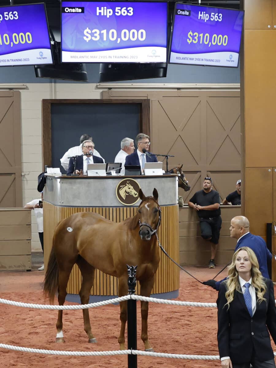 $310,000 | Filly o/o Wake Me Up | Purchased by West Bloodstock for Robert & Lawana Low | '23 F-T Midlantic | Z photo