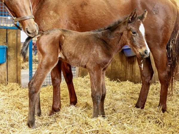 The first foal by Bolt d’Oro is a filly born on Jan. 10