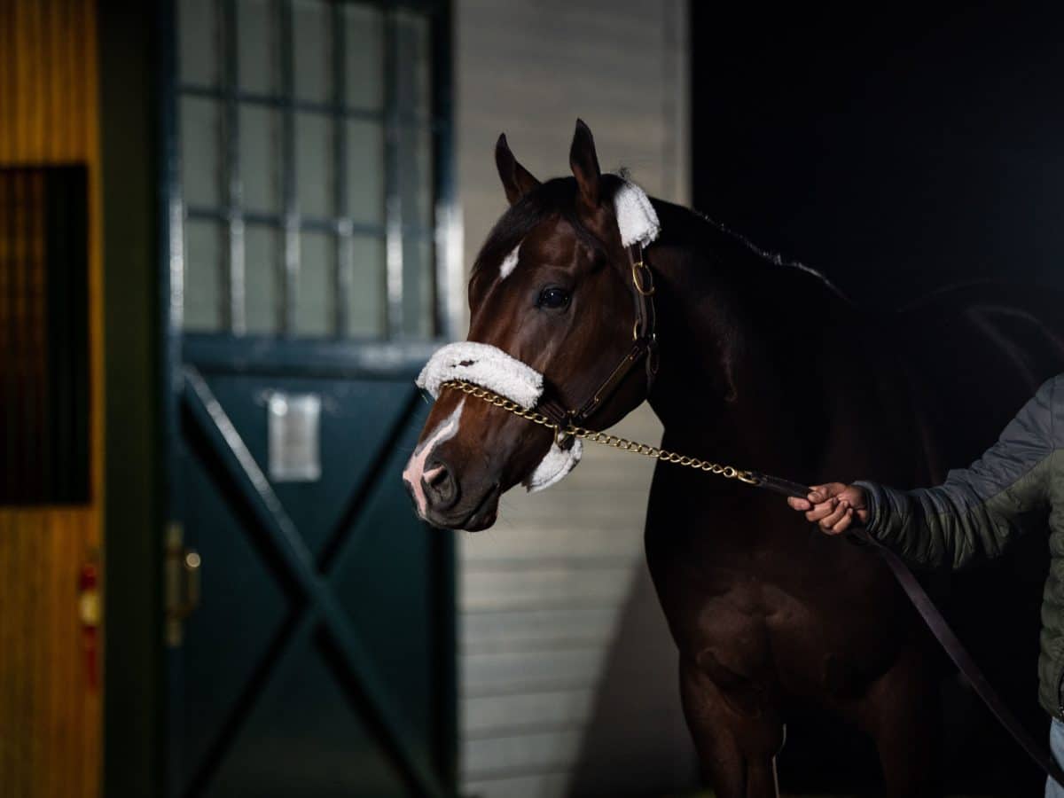 Omaha Beach takes in his new surroundings | Autry Graham photo