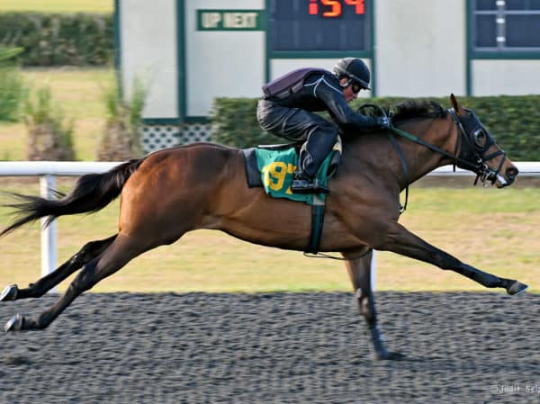 Hip 197, a Cinco Charlie colt, goes :10 flat at OBS March | Judit Seipert photo