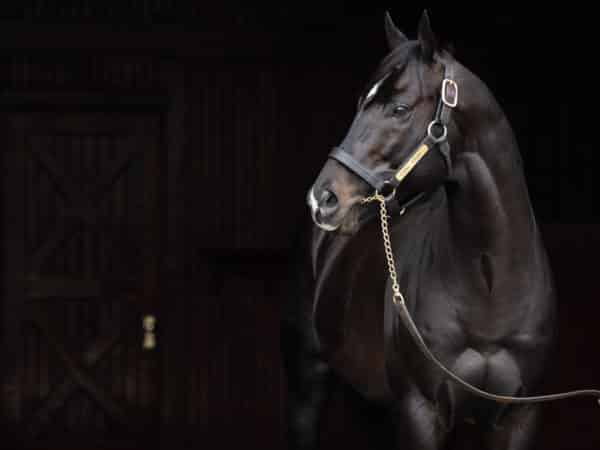 With $1.8 million in earnings, Coal Front is one of the most accomplished first-season sires of 2020 | Autry Graham photo