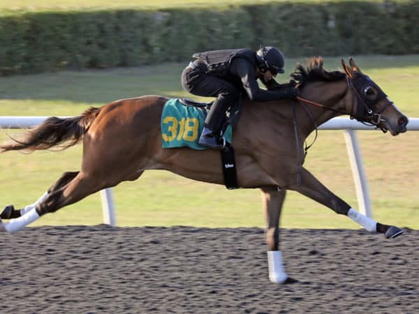 Hip 318, a Cinco Charlie filly, zips :10 flat Friday at OBS | Photo by Z