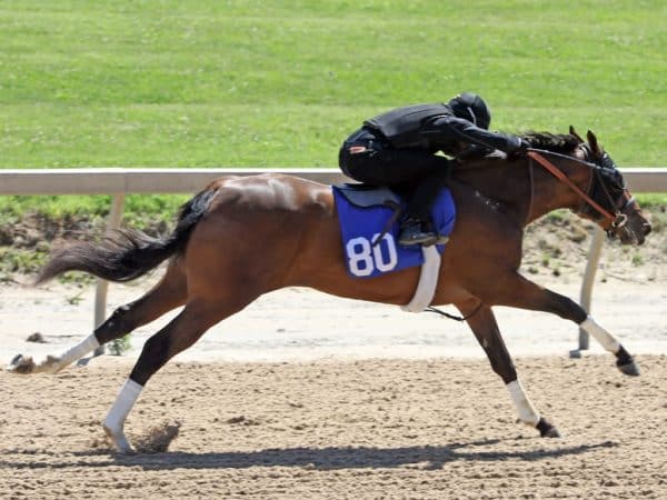 Filly from the first crop of Cinco Charlie proved popular in Timonium | Photo by Z