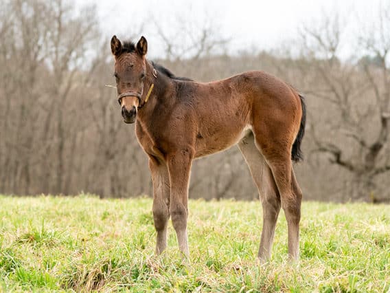 Cajun Delta Dawn filly | Pictured at 15 days old | Bred by Curtis Mikkelsen & Patricia Horth