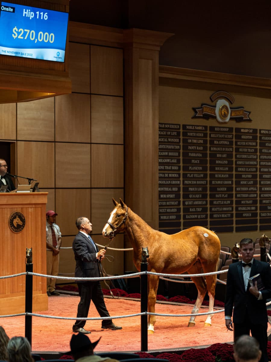 $270,000 at '22 F-T Nov | Colt o/o Wise Strike | Purchased by Stonehaven Steadings | Nicole Finch photo