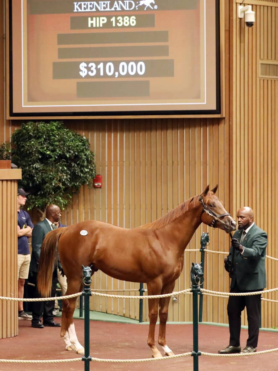 $310,000 at '23 KEESEP | Colt o/o Nefertiti | Purchased by B-4 Farms | Z photo