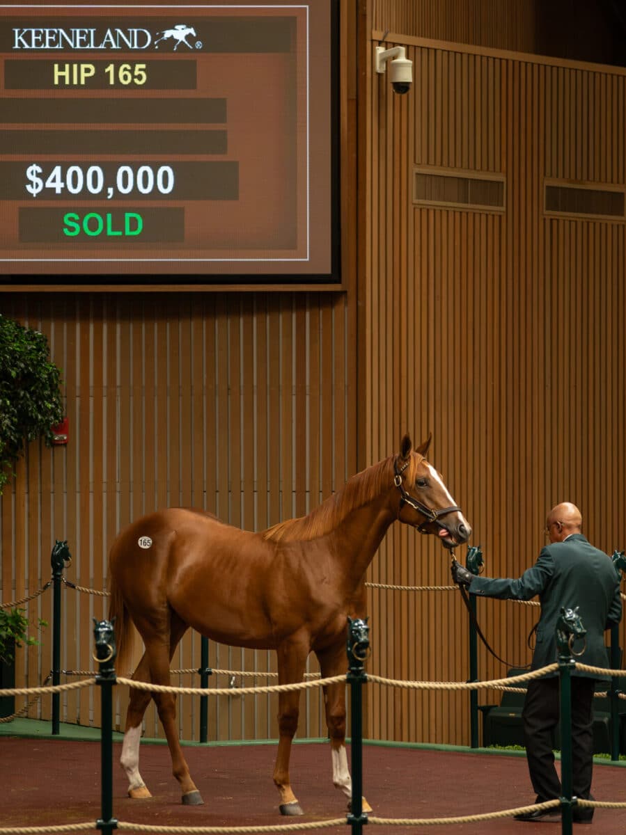 $400,000 at '23 KEESEP | Colt o/o Impeccable Style | Purchased by Rodolphe Brisset, Agent for Storyteller | Nicole Finch photo