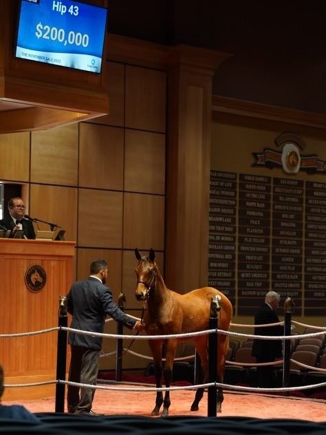 $200,000 at '22 F-T Nov | Filly o/o Mo's M V P | Purchased by Brookstone Farm | Nicole Finch photo