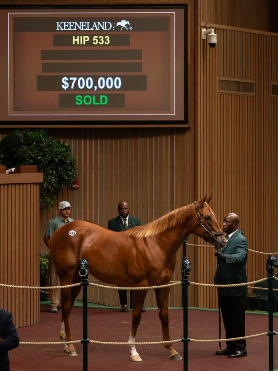 $700,000 at '23 KEESEP | Colt o/o For Royalty | Purchased by Donato Lanni, for SF Bloodstock/Starlight Racing/Madaket Stables | Nicole Finch photo