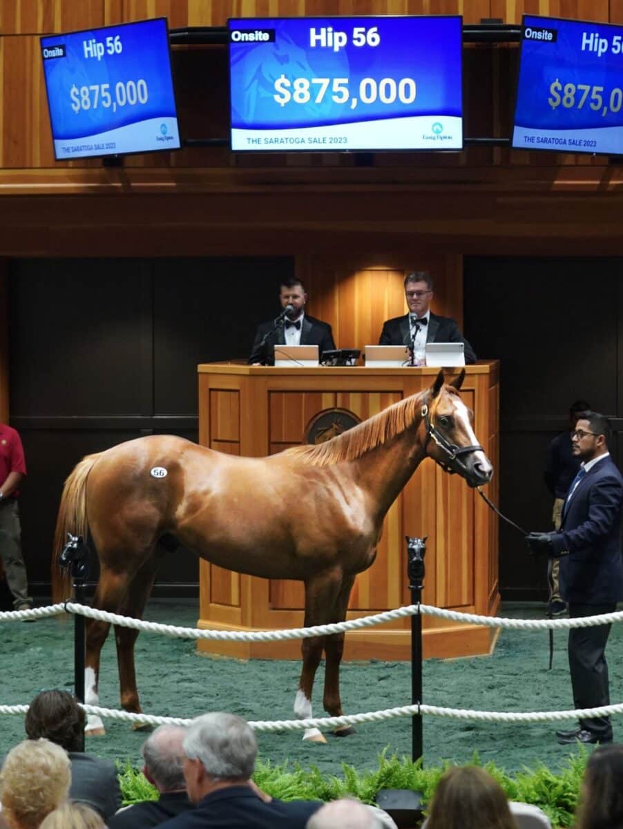 $875,000 at '23 F-T Saratoga | Colt o/o Golden Domer | Purchased by Donato Lanni, for SF Bloodstock/Starlight Racing/Madaket | Z photo