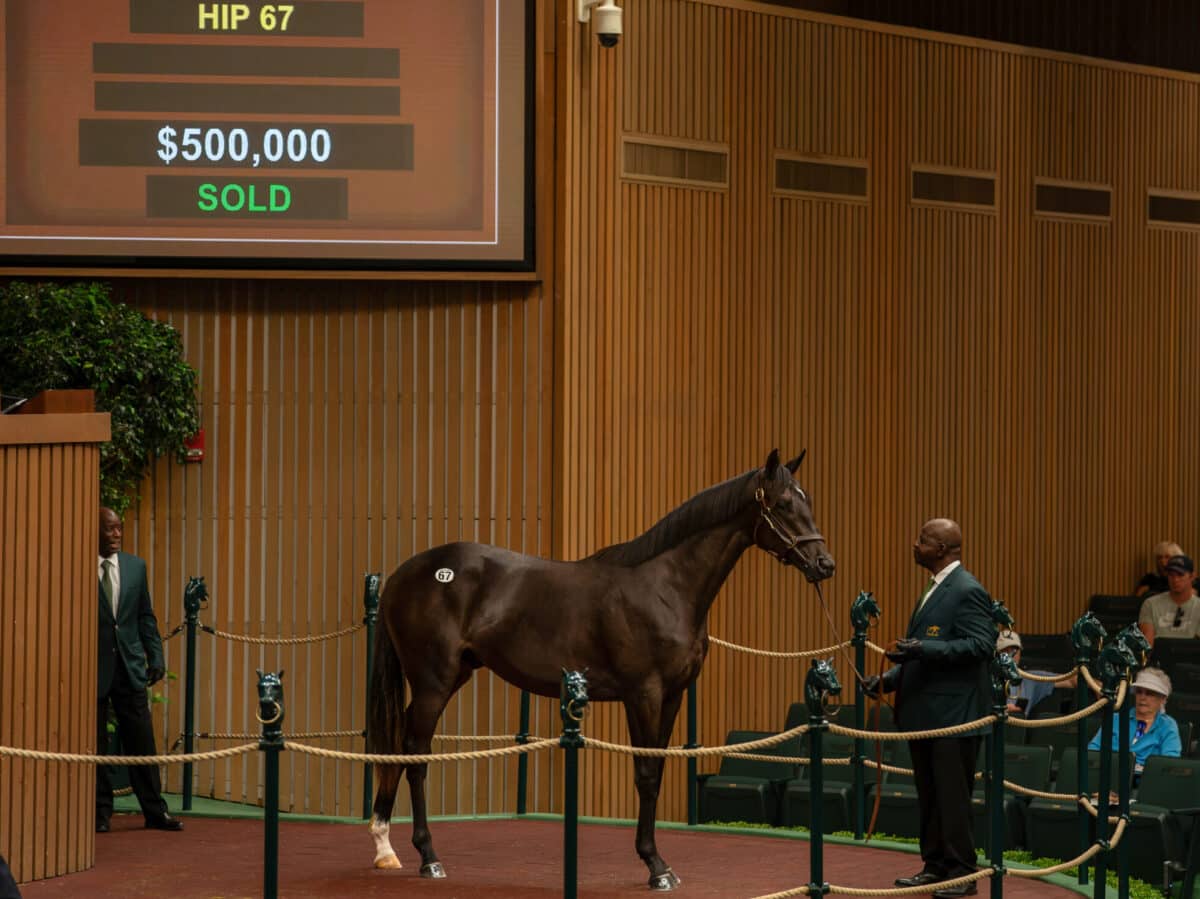 $500,000 at '23 KEESEP | Colt o/o Classic Strike | Purchased by Donegal Racing/Jerry Crawford/West Paces/L. Connolly | Nicole Finch photo