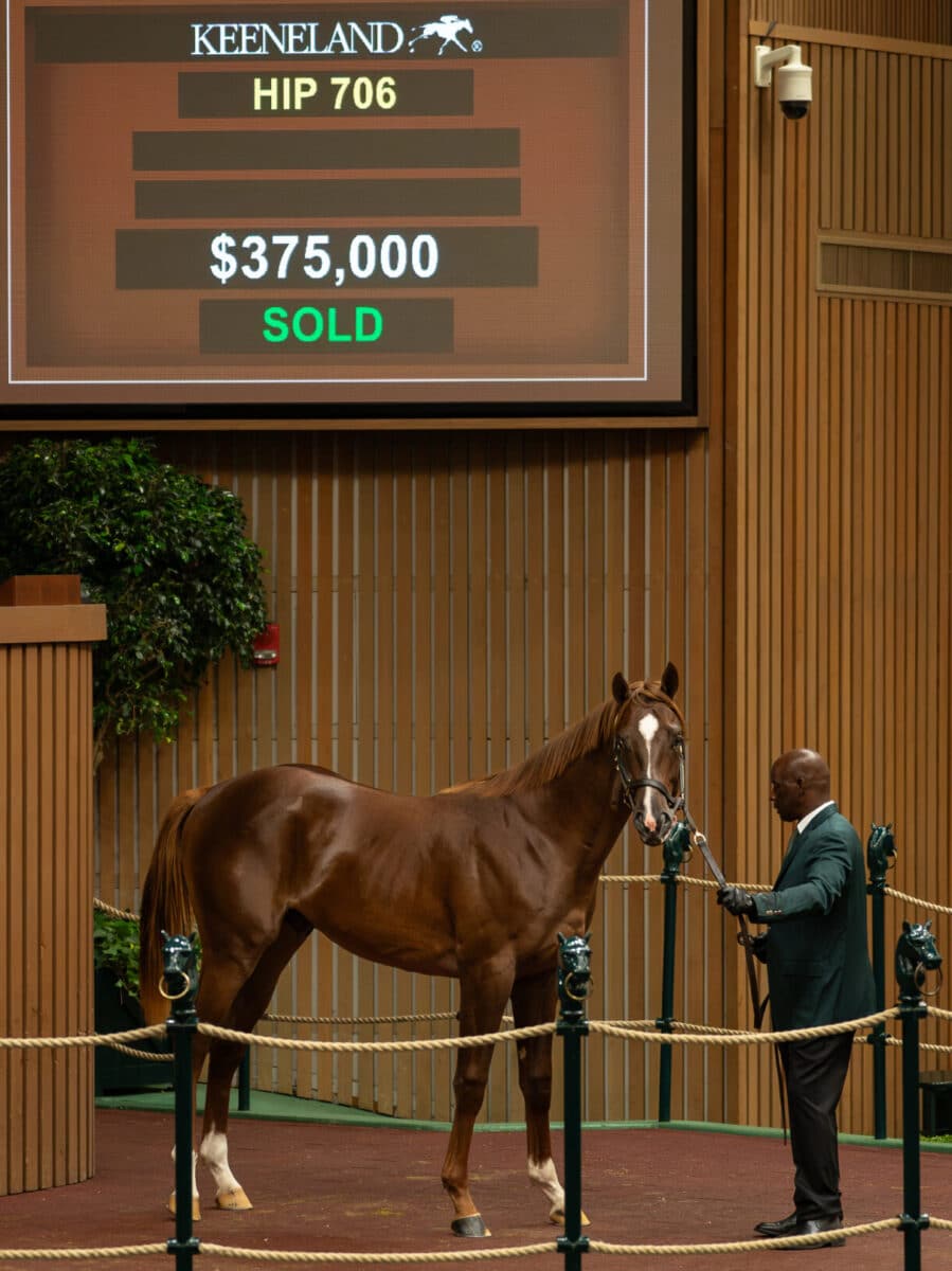$375,000 at '23 KEESEP | Colt o/o Sevnteeneightysevn | Purchased by Spendthrift Farm | Nicole Finch photo
