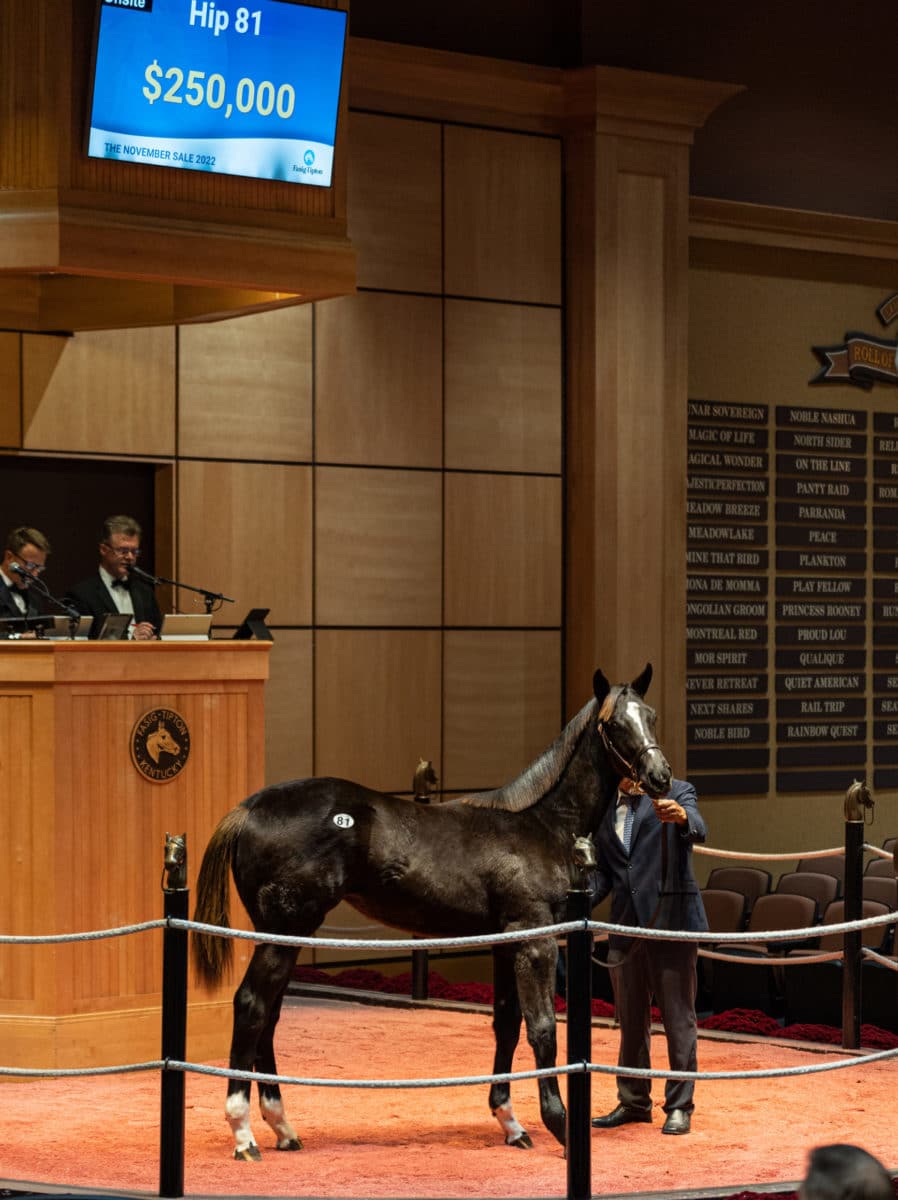 $250,000 at '22 F-T Nov | Filly o/o Smooth Plan | Purchased by Cavalier Bloodstock | Nicole Finch photo