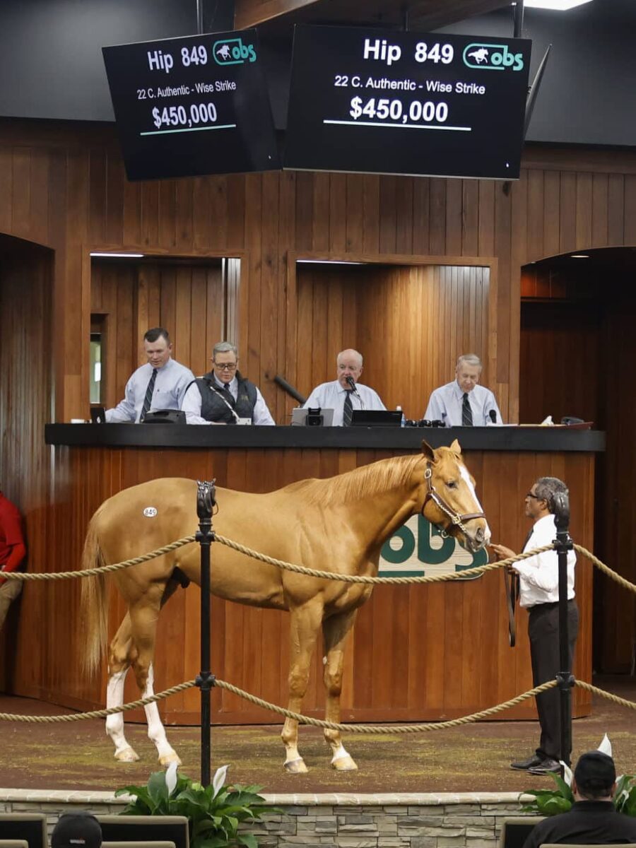 $450,000 at '24 OBSMAR | Colt o/o Wise Strike | Purchased by Ann Harrison | Z photo