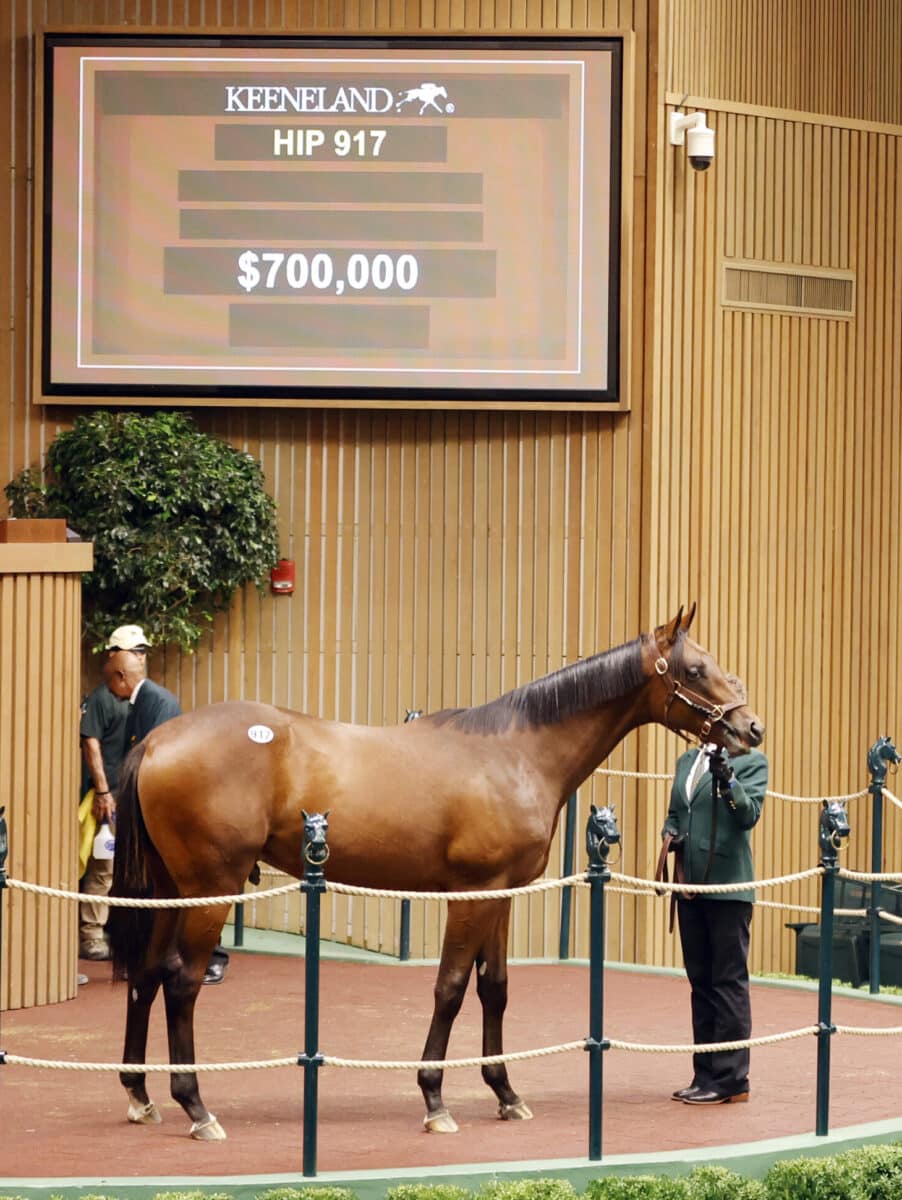 $700,000 at '23 KEESEP | Colt o/o Indian Bay | Purchased by Mayberry Farm | Z photo