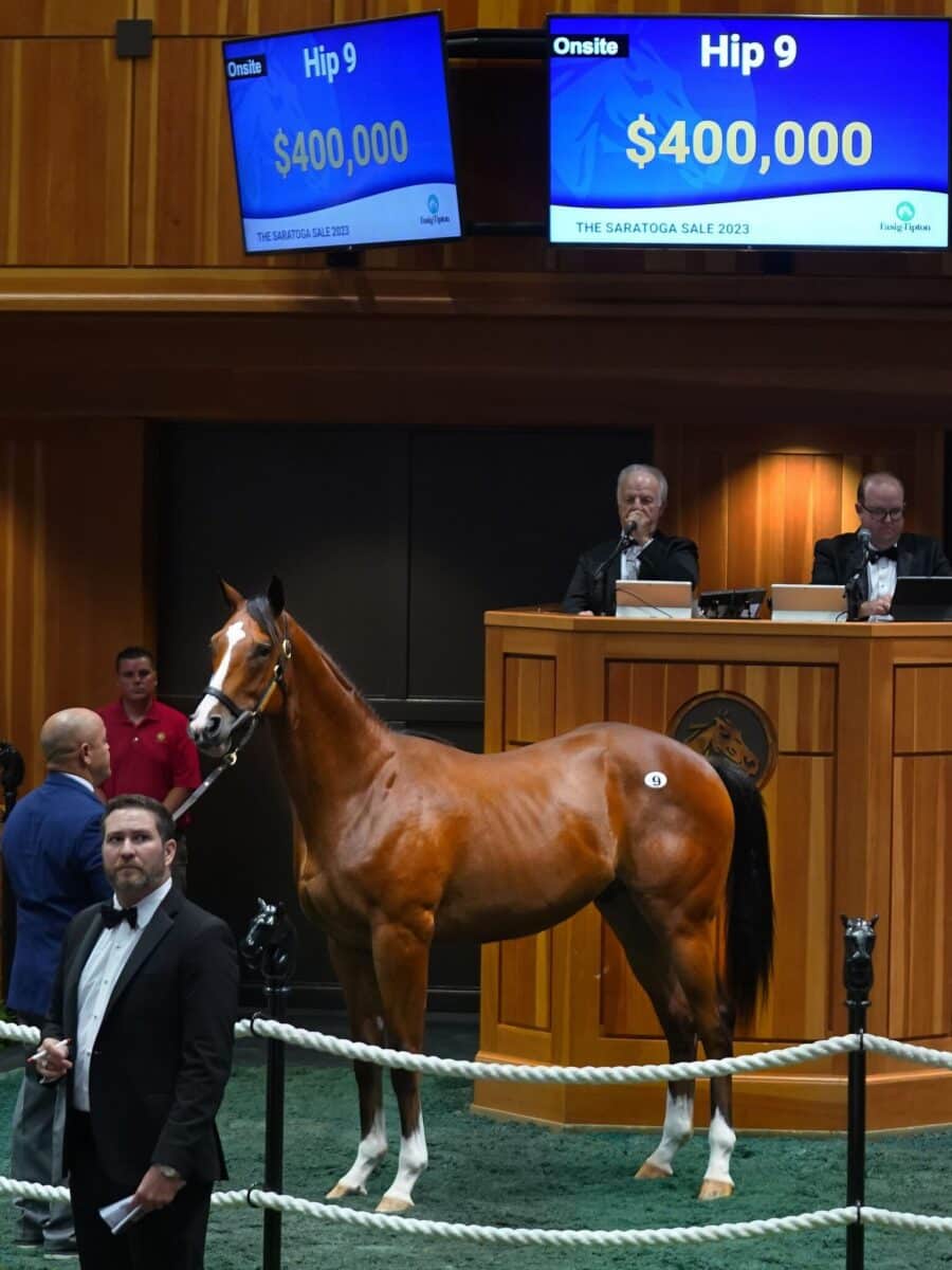 $400,000 at '23 F-T Saratoga | Colt o/o Brandy | Purchased by MyRacehorse.com | Z photo