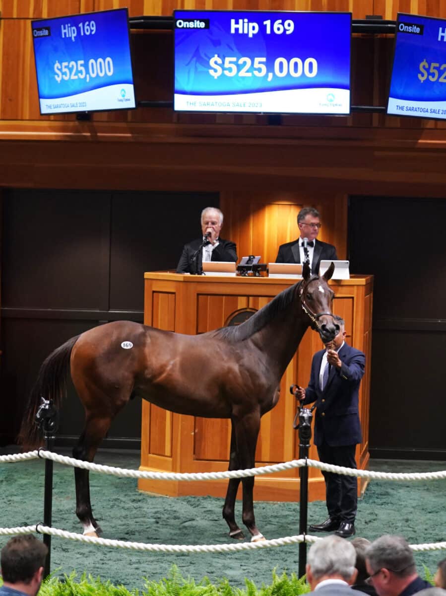 $525,000 at '23 F-T Saratoga | Colt o/o Southern Ring | Purchased by L.E.B., for Chuck Sonson/West Point Thoroughbreds | Z photo