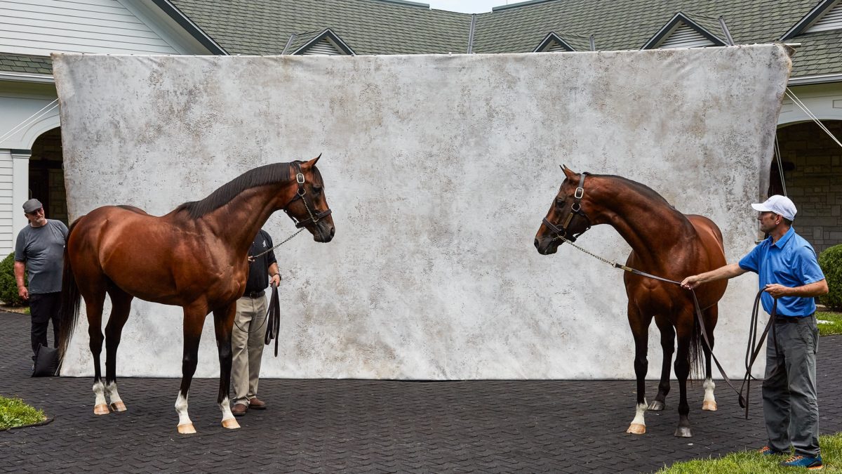 Authentic (left) & his sire Into Mischief | 2021 Spendthrift | Autry Graham photo