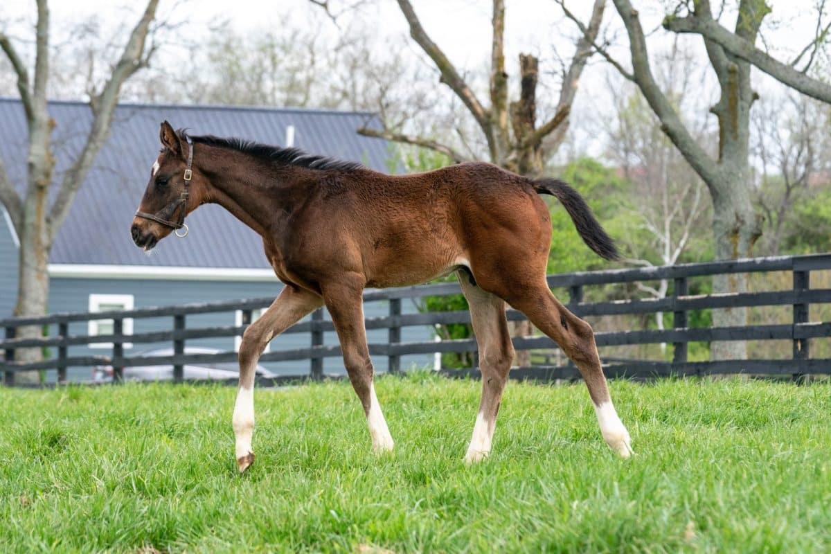 Parade of Roses colt | Pictured at 8 weeks old | Bred by KatieRich Farms | Mathea Kelly photo