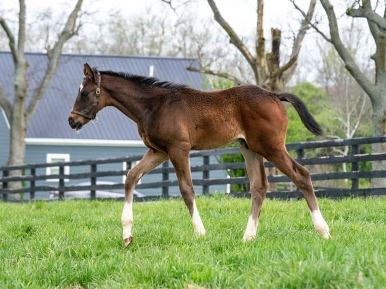Parade of Roses colt | Pictured at 8 weeks old | Bred by KatieRich Farms | Mathea Kelly photo