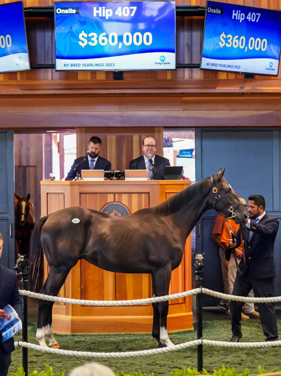 $360,000 at '23 F-T NY Bred | Colt o/o Savvy Sassy | Purchased by MyRacehorse | Z photo