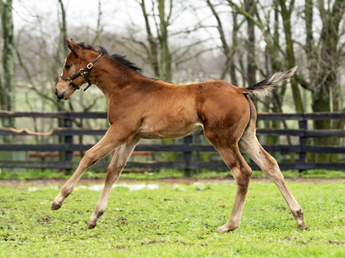 Sine Wave filly | Pictured at 6 weeks old | Bred by Mulholland Springs Farm | Mathea Kelly photo