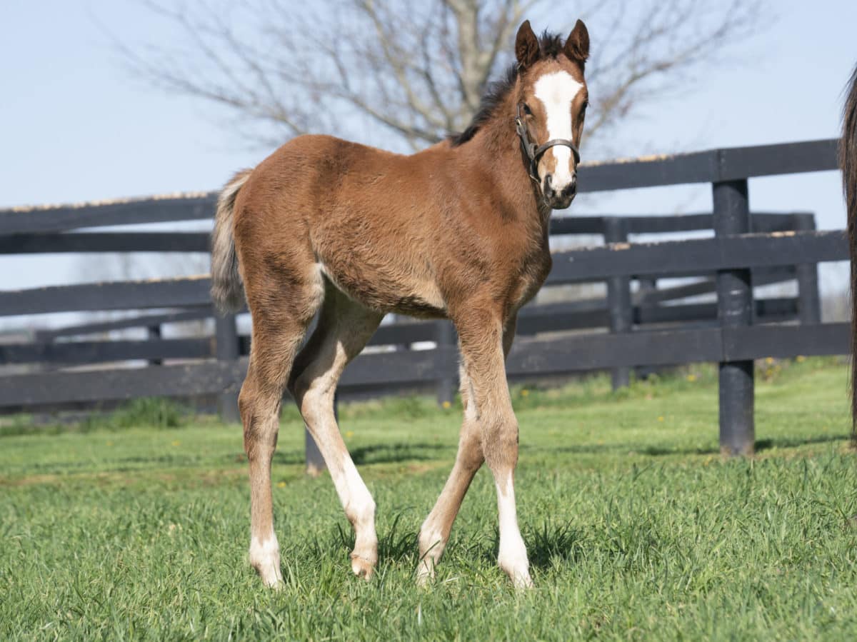 Vertical Vision filly | Bred by Warran Harang | Mathea Kelly photo