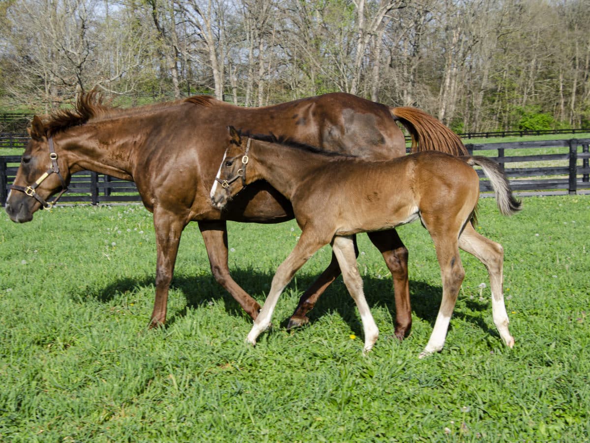 Awesome Flower colt | Pictured at 50 days old | Bred by Twin Creeks Farm