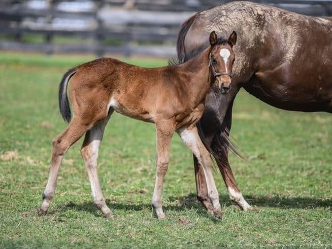 Bella Aurora filly | Pictured at 7 weeks old | Bred by Natalma | Amy Lanigan photo