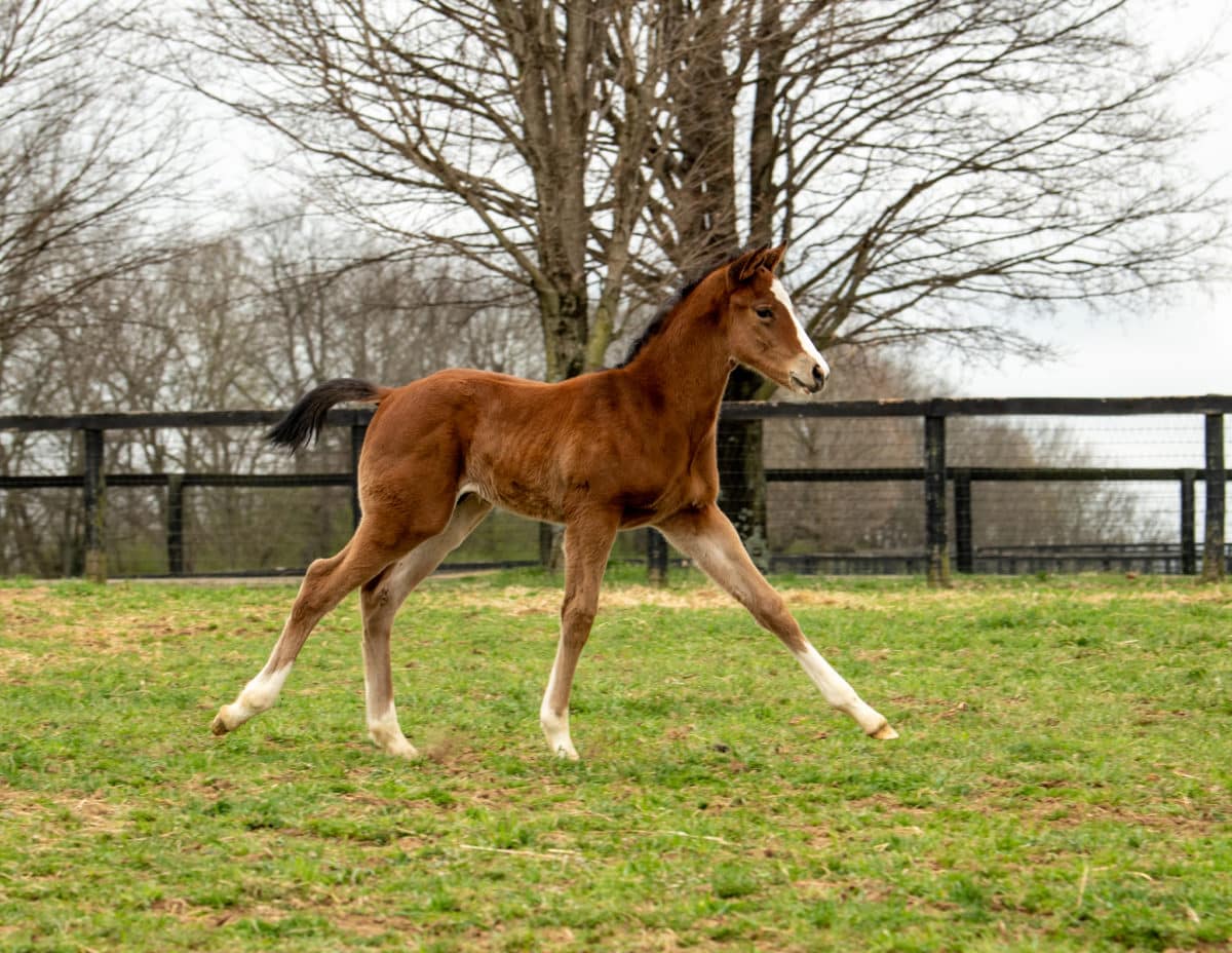 Brandy colt | Pictured at 18 days old | Bred by Craig & Carrie Brogden's Machmer Hall | Autry Graham photo