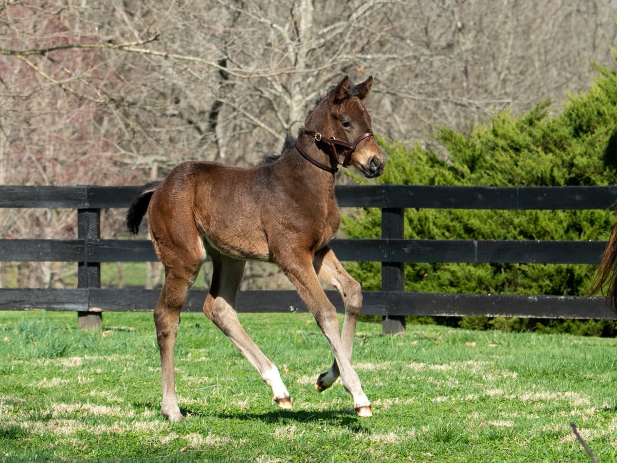 Cajun Delta Dawn filly | Pictured at 21 days old | Bred by Curtis Mikkelsen & Patricia Horth | Autry Graham photo