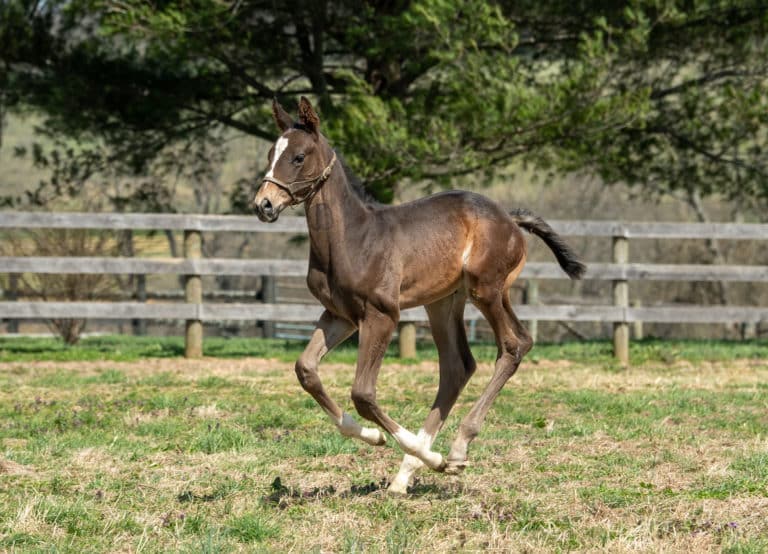 Candy Fortune colt | Pictured at 27 days old | Bred by Sandra Sexton & Silver Fern Farm | Autry Graham photo