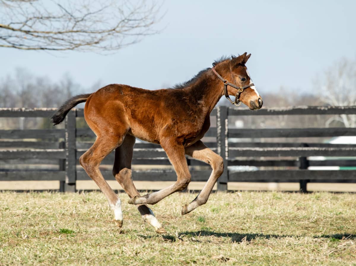 Malibu Cove colt | pictured at 1 month old | Bred by Spendthrift Farm | Spendthrift Farm Photo