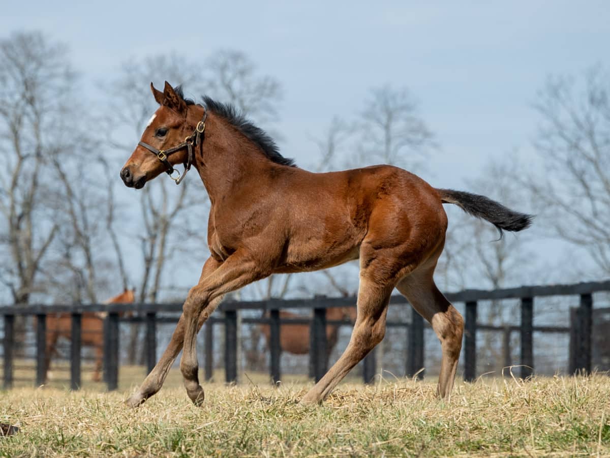 Bella Alicia filly | pictured at 45 days old | Bred by Loren Nichols | Spendthrift Farm Photo
