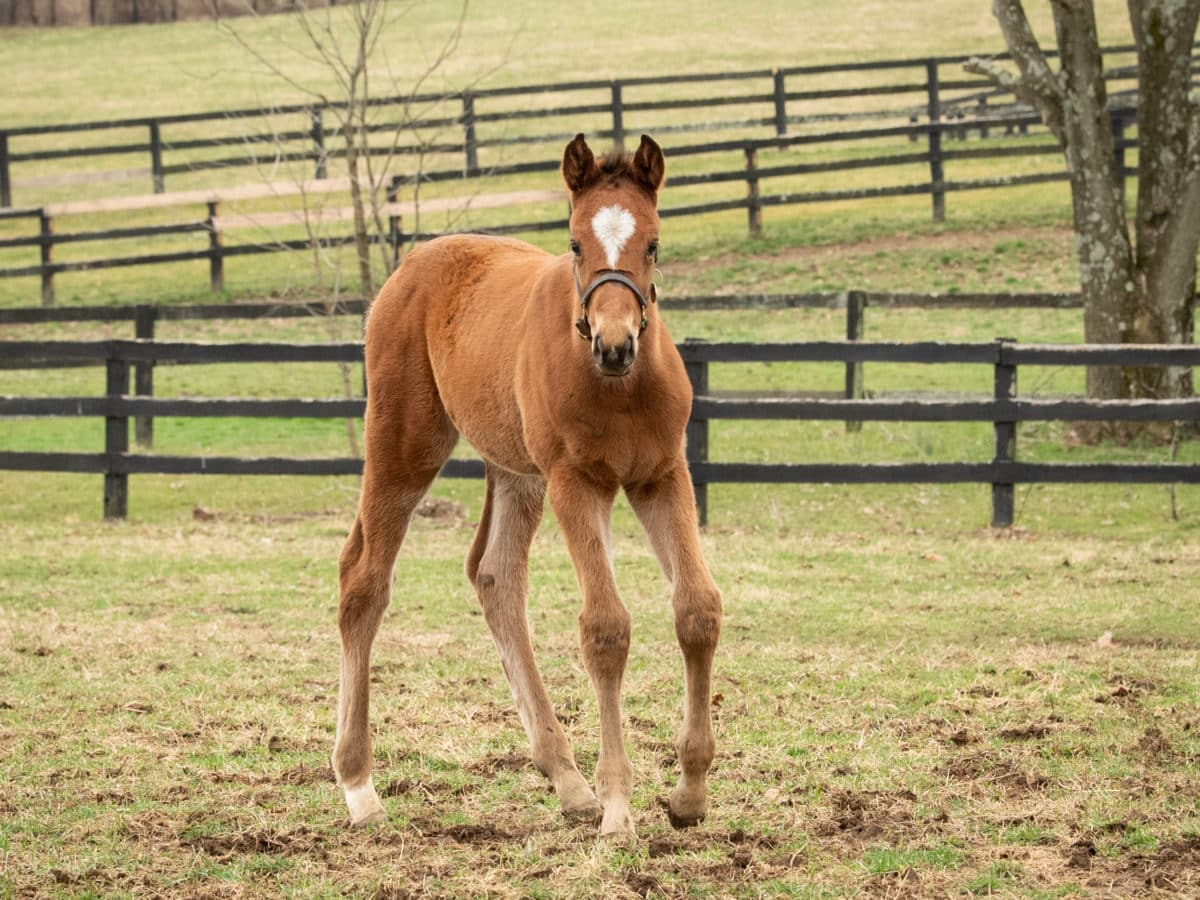 Cyrielle colt | Pictured at less than 3 months old | Bred by Erik Johnson | Spendthrift Farm Photo