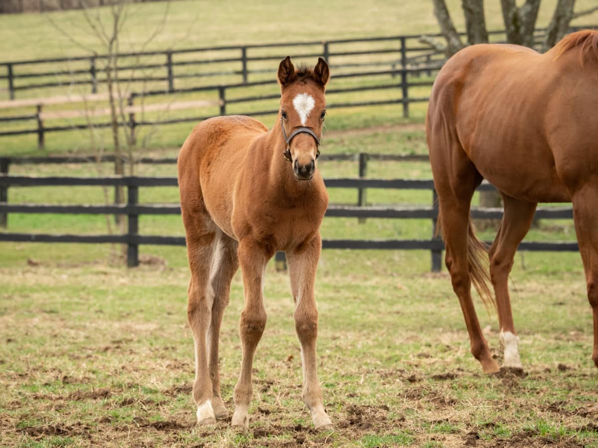 Cyrielle colt | Pictured at less than 3 months old | Bred by Erik Johnson | Spendthrift Farm Photo