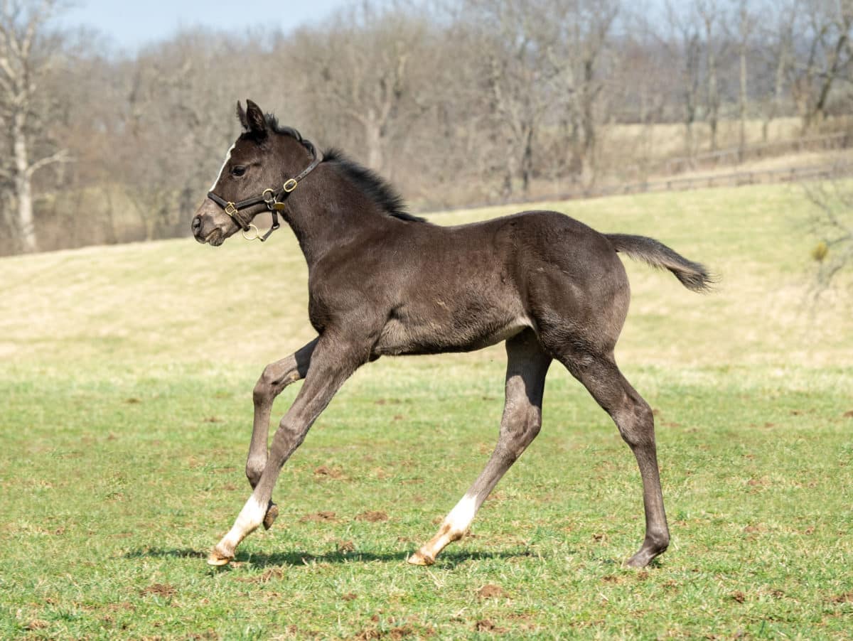 Suraya filly | Pictured at 5 weeks old | Bred by Phil & Christine Hatfield | Spendthrift Farm Photo