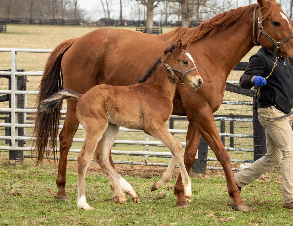 Wine Princess colt | Pictured at less than 3 weeks old | Bred by DATTT Farm | Spendthrift Farm Photo