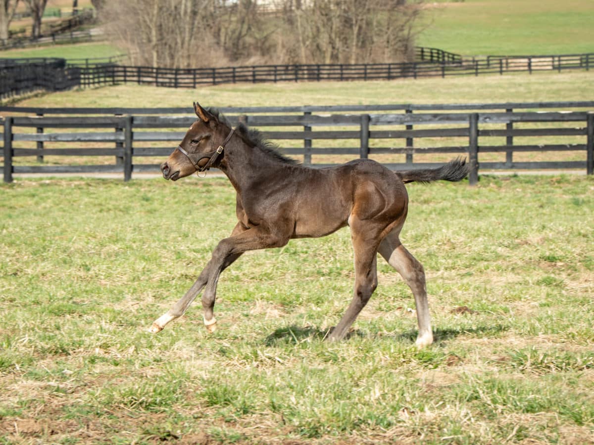 Lady Leftennant filly | Pictured at less than 3 weeks old | Bred by Scott & Lanae Pierce | Spendthrift Farm Photo